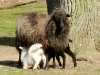 Lämmer im Tiergehege