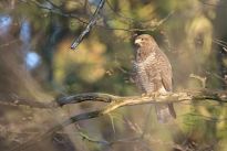 Mäusebussard im Bürgerpark, Foto: Daniel Elfert