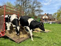 Ab auf die Weide, Bauer Jürgen Drewes entlässt die Kühe in die Sommerfrische.