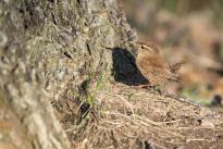 Zaunkönig im Bürgerpark, Foto: Daniel Elfert
