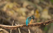 Eisvogel im Bürgerpark, Foto: Daniel Elfert