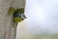 Meise im Bürgerpark, Foto: Daniel Elfert