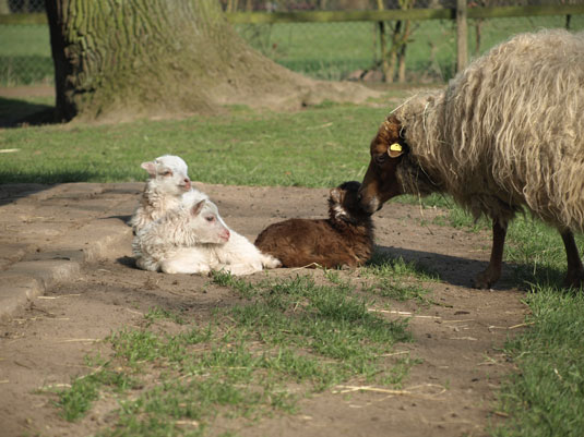 Skudden Nachwuchs im Tiergehege des Bremer Bürgerpark Skudden Nachwuchs im Tiergehege des Bremer Bürgerpark