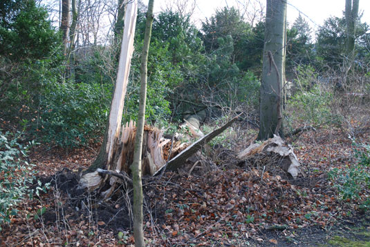 Abgerissener Baum beim Wätjenhaus Abgerissener Baum beim Wätjenhaus