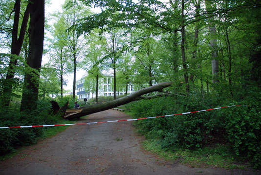 Gefallener Baum beim Dorint Parkhotel Gefallener Baum beim Dorint Parkhotel