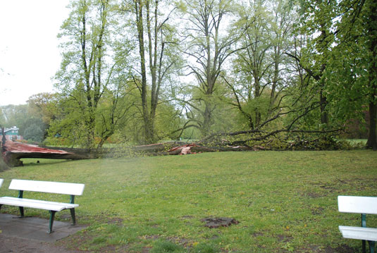 Gefallener Baum am Schwanenteich Gefallener Baum am Schwanenteich