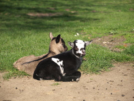 Junge Ziegen im Tiergehege des Bremer Bürgerpark Junge Ziegen im Tiergehege des Bremer Bürgerpark