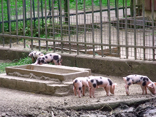 Umher tollende Bunte Bentheimer im Tiergehege des Bremer Bürgerparks Umher tollende Bunte Bentheimer im Tiergehege des Bremer Bürgerparks