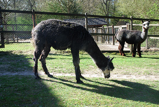 Alpaka-Stute Rosalie im Tiergehege des Bremer Bürgerparks Alpaka-Stute Rosalie im Tiergehege des Bremer Bürgerparks