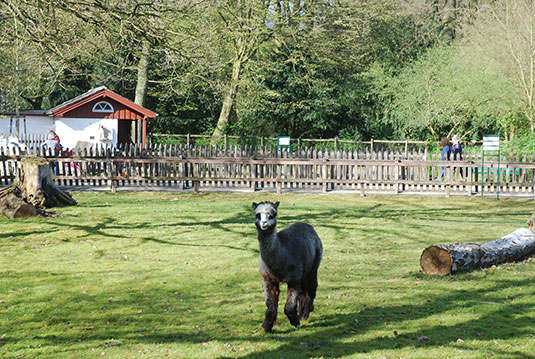 Alpaka-Stute Rosalie im Tiergehege des Bremer Bürgerparks Alpaka-Stute Rosalie im Tiergehege des Bremer Bürgerparks