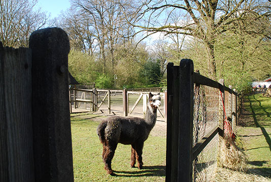 Alpaka-Stute Rosalie im Tiergehege des Bremer Bürgerparks Alpaka-Stute Rosalie im Tiergehege des Bremer Bürgerparks
