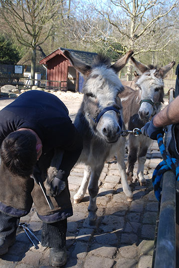 Esel Pediküre im Bremer Bürgerpark Esel Pediküre im Bremer Bürgerpark