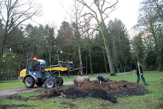 Pflanzungen der Spenderbäume im Bremer Bürgerpark Pflanzungen der Spenderbäume im Bremer Bürgerpark