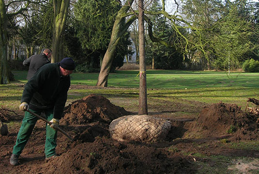 Pflanzungen der Spenderbäume im Bremer Bürgerpark Pflanzungen der Spenderbäume im Bremer Bürgerpark