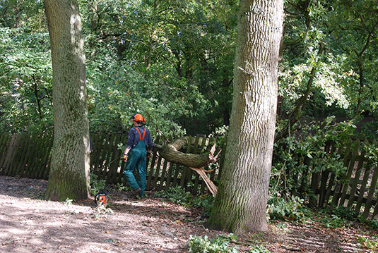 Abgebrochener Ast im Tiergehege des Bürgerparks