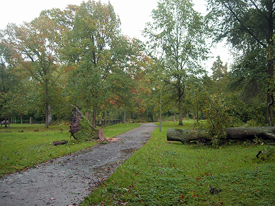 Gestürzter Baum, bereits von den Mitarbeitern der Parkverwaltung zerteilt Gestürzter Baum, bereits von den Mitarbeitern der Parkverwaltung zerteilt