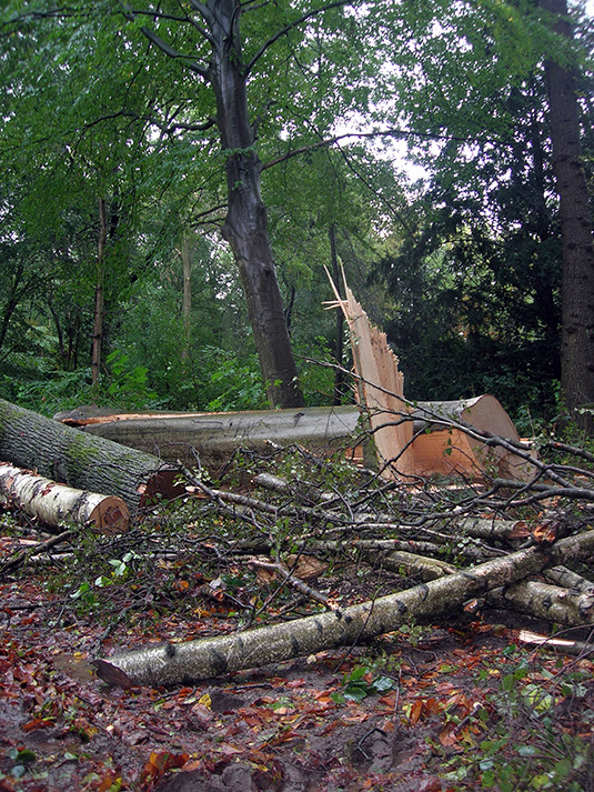 Zerbrochener Baum und viele abgebrochenen Äste Zerbrochener Baum und viele abgebrochenen Äste
