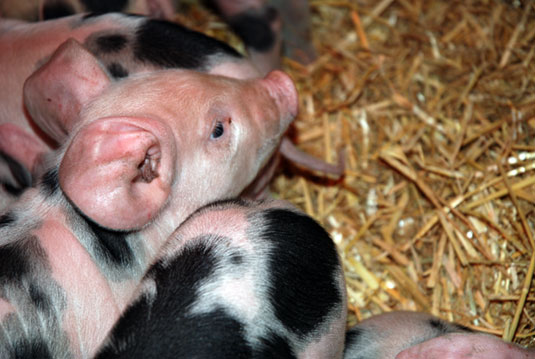 Bunte Bentheimer Ferkel unter der Wärmelampe Bunte Bentheimer Ferkel unter der Wärmelampe