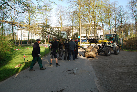 Anlieferung des Tulpenbaums im Bremer Bürgerpark Anlieferung des Tulpenbaums im Bremer Bürgerpark