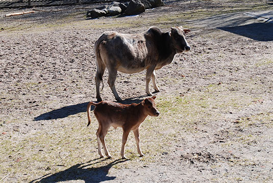 Das erste Zebu-Kälbchen 2018 Das erste Zebu-Kälbchen 2018