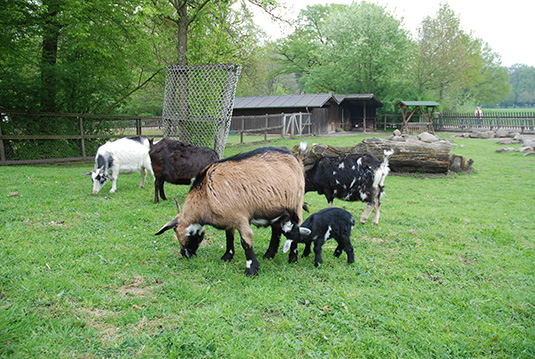 Ziegenjunges mit Mutter im Tiergehege Ziegenjunges mit Mutter im Tiergehege