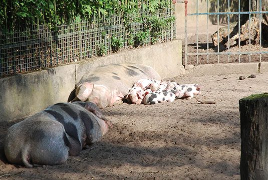 Sau Bernadette und ihre 10 kleinen Bentheimer Ferkelchen Sau Bernadette und ihre 10 kleinen Bentheimer Ferkelchen