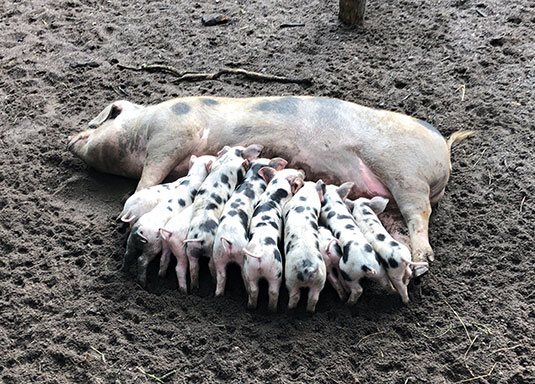 Bunte Bentheimer Ferkel im Bremer Bürgerpark Bunte Bentheimer Ferkel im Bremer Bürgerpark