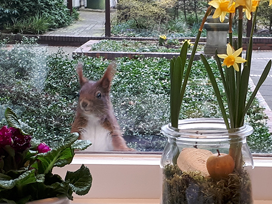 Eichhörnchen am Fenster der Parkverwaltung Eichhörnchen am Fenster der Parkverwaltung
