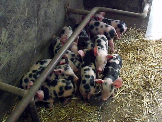 11 kleine Ferkel im Schweinestall des Tiergeheges 11 kleine Ferkel im Schweinestall des Tiergeheges