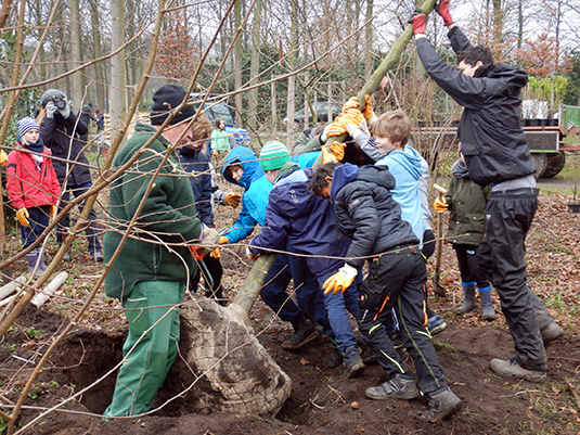 Gemeinsam wird der Baum aufgestellt Gemeinsam wird der Baum aufgestellt