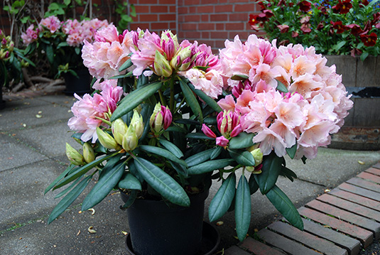 Die üppig blühende Rhododendron-Sorte „Bürgerpark Bremen“ der Baumschule Bruns Die üppig blühende Rhododendron-Sorte „Bürgerpark Bremen“ der Baumschule Bruns