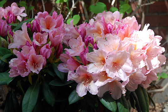 Die Rhododendron-Sorte „Bürgerpark Bremen“ der Baumschule Bruns Die Rhododendron-Sorte „Bürgerpark Bremen“ der Baumschule Bruns