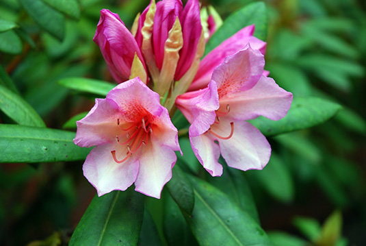 Die üppig blühende Prachtblüte der neuen Rhododendron-Sorte „Bürgerpark Bremen“ Die üppig blühende Prachtblüte der neuen Rhododendron-Sorte „Bürgerpark Bremen“