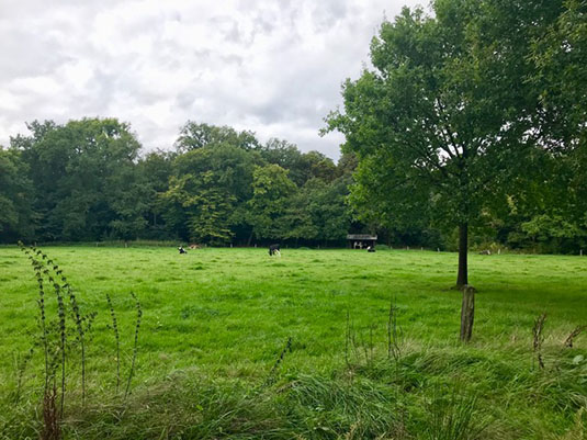 Die Kuhweide vor der Meierei