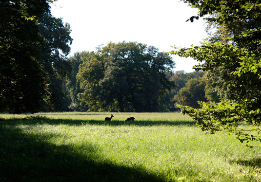 Freilaufende Rehe im Bremer Bürgerpark Freilaufende Rehe im Bremer Bürgerpark