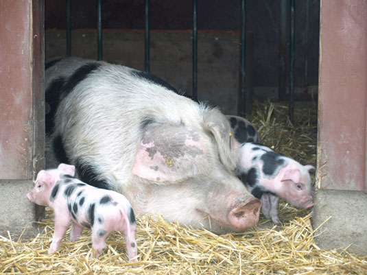 Die kleiner Bunten Bentheimer Schweine mit Sau Mathilda Die kleiner Bunten Bentheimer Schweine mit Sau Mathilda