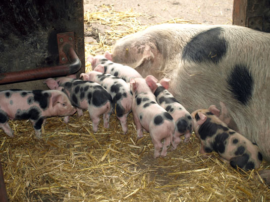 Die kleiner Bunten Bentheimer Schweine mit Sau Mathilda Die kleiner Bunten Bentheimer Schweine mit Sau Mathilda